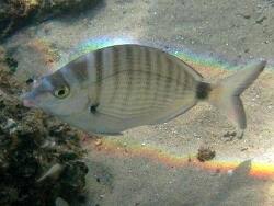 Image result for Diplodus puntazzo