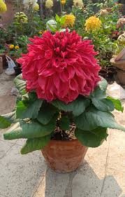 Image result for Dahlia x pinnata `Decorative Giants`