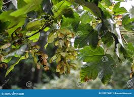 Attēlu rezultāti vaicājumam “Acer pseudoplatanus fruit”