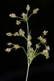 Attēlu rezultāti vaicājumam “Luzula luzuloides”