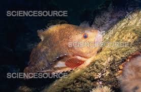 Image result for Cyclopterus lumpus