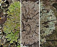 Attēlu rezultāti vaicājumam “Physconia enteroxantha”