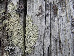 Attēlu rezultāti vaicājumam “Parmeliopsis ambigua”