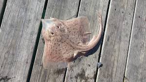 Image result for Amblyraja radiata