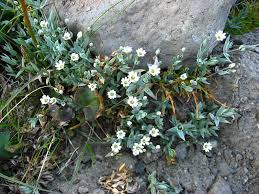 Attēlu rezultāti vaicājumam “Stellaria longifolia flower”