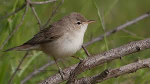 Image result for Hippolais pallida