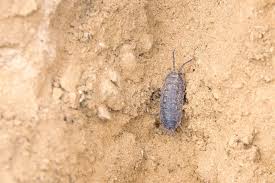 Attēlu rezultāti vaicājumam “Oniscoidea”