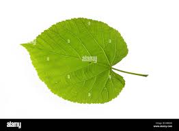Attēlu rezultāti vaicājumam “Tilia tomentosa leaf”