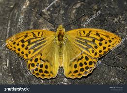 Attēlu rezultāti vaicājumam “Argynnis paphia male”