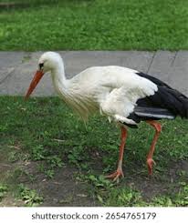 Attēlu rezultāti vaicājumam “Ciconia ciconia adult”