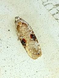 Attēlu rezultāti vaicājumam “Agonopterix alstromeriana”