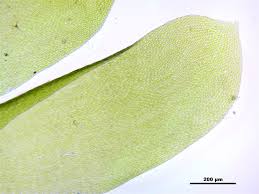 Attēlu rezultāti vaicājumam “Neckera complanata”