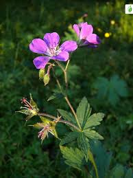 Attēlu rezultāti vaicājumam “Geranium sylvaticum leaf”