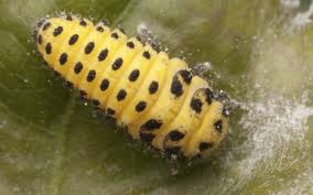 Attēlu rezultāti vaicājumam “Psyllobora vigintiduopunctata larva”