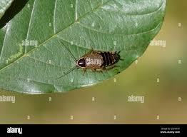 Attēlu rezultāti vaicājumam “Ectobius sylvestris male”