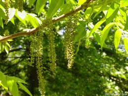Attēlu rezultāti vaicājumam “Juglans cinerea flower”