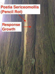 Attēlu rezultāti vaicājumam “Postia sericeomollis”