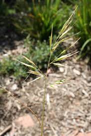 Attēlu rezultāti vaicājumam “Danthonia decumbens fruit”