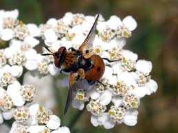 Attēlu rezultāti vaicājumam “Gymnosoma sp.”