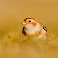 Attēlu rezultāti vaicājumam “Plectrophenax nivalis adult”