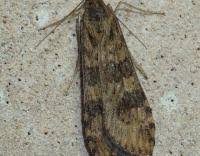 Attēlu rezultāti vaicājumam “Nomophila noctuella”