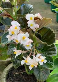 Image result for Begonia cucullata var. Hookeri
