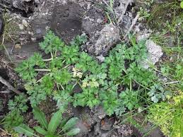 Attēlu rezultāti vaicājumam “Ranunculus repens leaf”