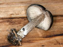 Attēlu rezultāti vaicājumam “Entoloma vernum”