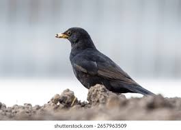 Attēlu rezultāti vaicājumam “Turdus merula male”