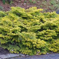 Attēlu rezultāti vaicājumam “Abies mariesii”