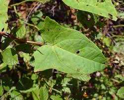 Attēlu rezultāti vaicājumam “Calystegia inflata leaf”