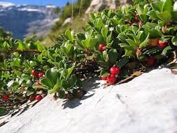Attēlu rezultāti vaicājumam “Arctostaphylos uva-ursi fruit”