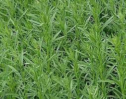 Image result for selvatici tehron