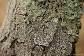 Attēlu rezultāti vaicājumam “Pertusaria amara”