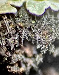 Attēlu rezultāti vaicājumam “Physconia distorta”