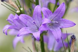 Image result for Glockenblumen