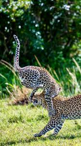 Attēlu rezultāti vaicājumam “Lycogala leopardinum young”