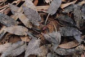 Attēlu rezultāti vaicājumam “Cribraria ferruginea”