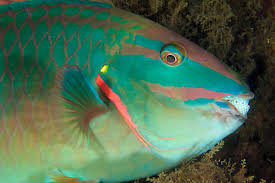 Image result for Sparisoma viride