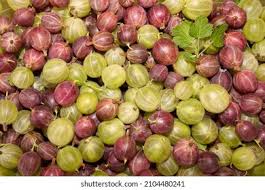 Attēlu rezultāti vaicājumam “Ribes uva-crispa”