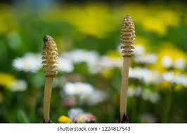 Attēlu rezultāti vaicājumam “Equisetum pratense”