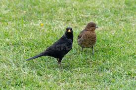 Attēlu rezultāti vaicājumam “Turdus merula juvenile”