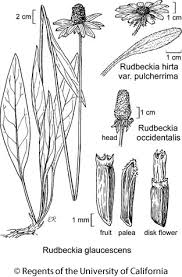 Attēlu rezultāti vaicājumam “Rudbeckia hirta var. pulcherrima flower”