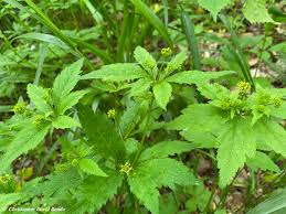 Attēlu rezultāti vaicājumam “Sanionia uncinata  sporophyte”
