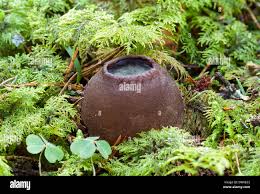 Attēlu rezultāti vaicājumam “Sarcosoma globosum”