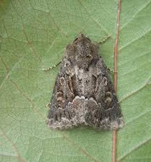 Attēlu rezultāti vaicājumam “Thalpophila matura”