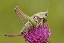 Attēlu rezultāti vaicājumam “Decticus verrucivorus”