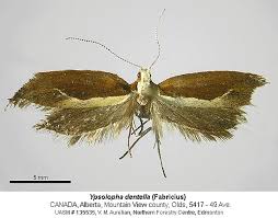 Attēlu rezultāti vaicājumam “Ypsolopha dentella”