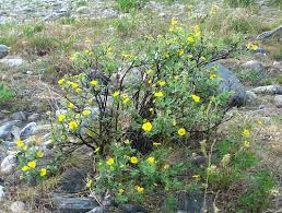 Attēlu rezultāti vaicājumam “Pentaphylloides fruticosa”