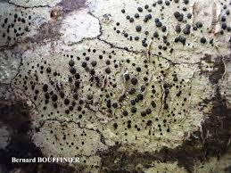 Attēlu rezultāti vaicājumam “Lecidella elaeochroma”